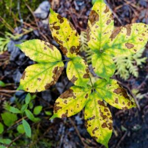 Fungicide