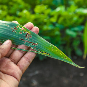 Herbicide