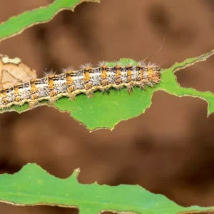 Insecticide