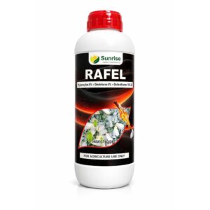 Rafel